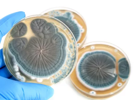Antibiotikum-rezisztencia: riasztó körkép, hézagos cselekvés