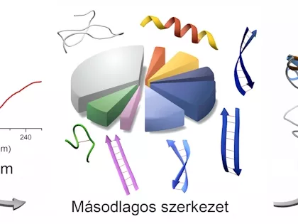 Pontosabb fehérjemeghatározást tesz lehetővé egy új módszer