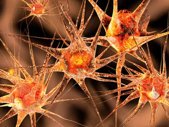 Neuroimmunológia: forró pont a neurológiában