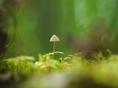 Varázsgombával a súlyos depresszió is eredményesen kezelhető