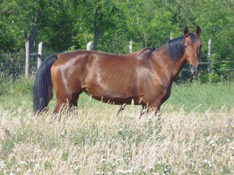 Közös kutatás a lovak egészségéért és a kórokozók feltérképezéséért