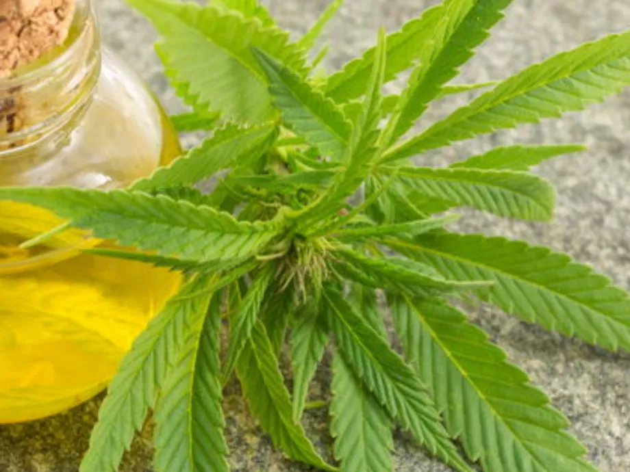 Összefüggést találtak a kannabiszfogyasztás és a fej-nyaki rákok kockázata között