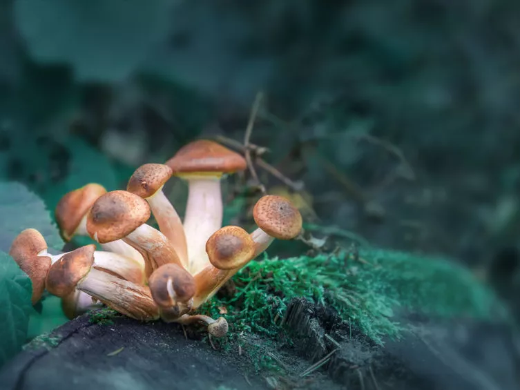Jó eredményeket mutatott a pszilocibin a fázis I vizsgálatok során