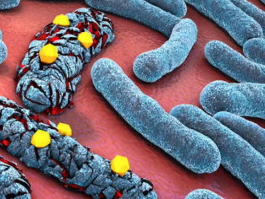 Antibiotikum-rezisztens baktériumok ellen fejlesztenek eljárást Szegeden