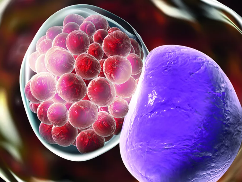 A sejtfalat szétroncsolva pusztítja el a baktériumokat az új magyar antibiotikum