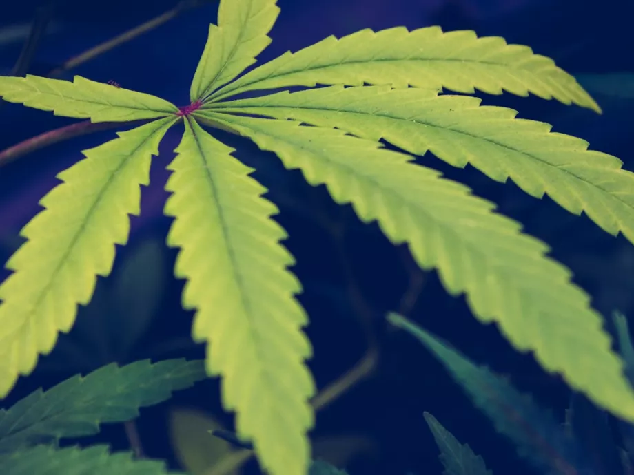 A kannabiszt használó embereknél alacsonyabb volt a súlyos Covid-19 fertőzések aránya